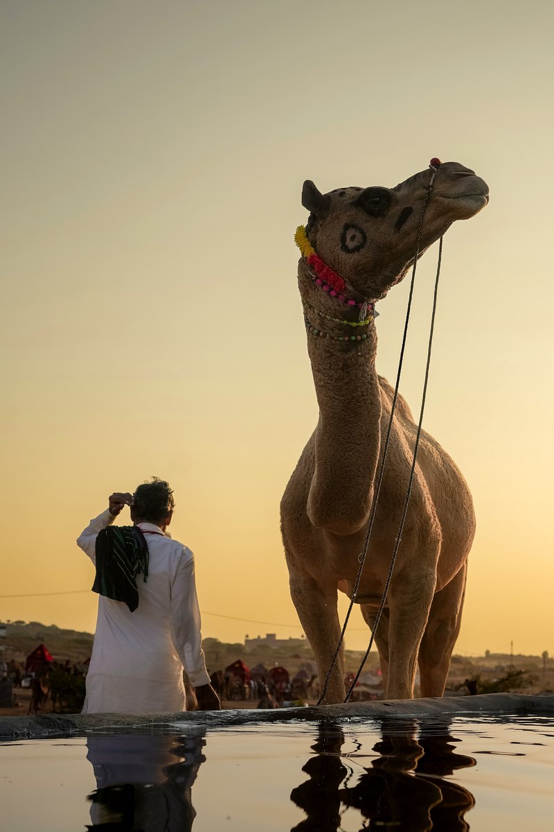 A herder leading his camel to drink at a desert water trough near Jaisalmer at golden hour
