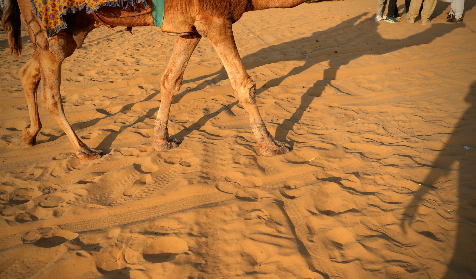 Camel safari walking across the sand dunes of the Thar Desert near Jaisalmer at golden hour