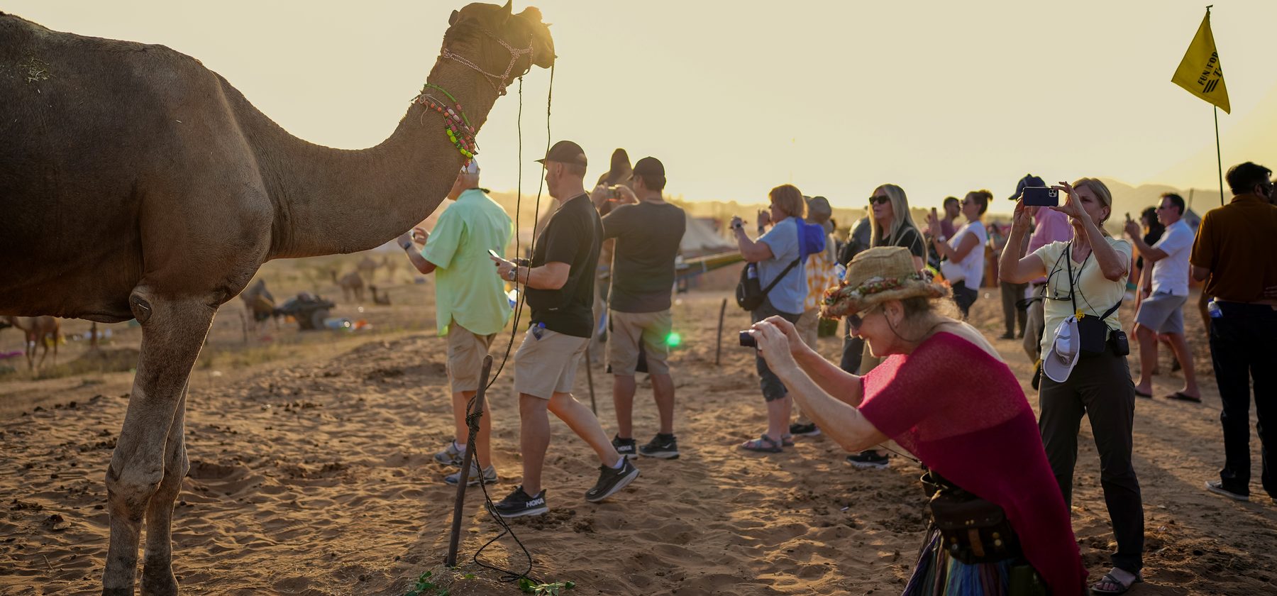 Camels at the Pushkar camel fair